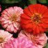 Carciumareasa - Zinnia elegans